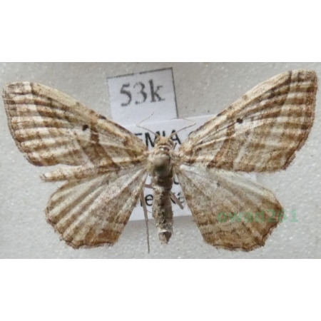 Phibalapteryx virgata (Hufnagel, 1767) Siepacz dziewiczak Czech53k